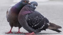 Pigeon Wallpapers Free Download