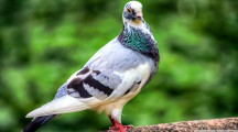 Pigeons Wallpapers