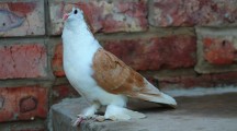 Racing Homer Pigeon Images