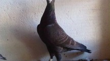 Racing Pigeons Desktop Wallpapers