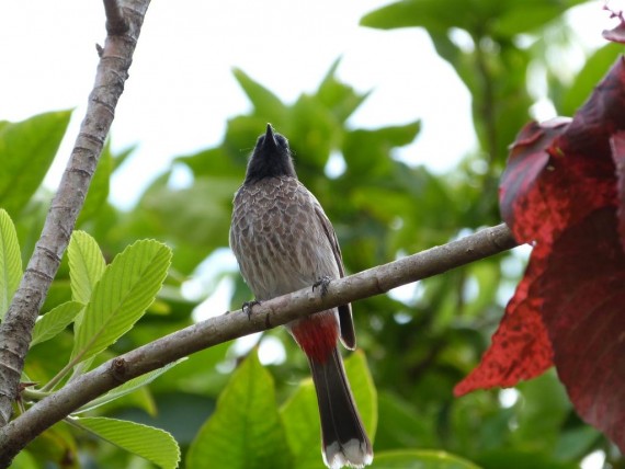 Red Vented Bulbul Pictures