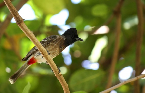 Red Vented Bulbul Wallpapers