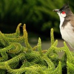 Red Vented Or Red Whiskered Bulbul
