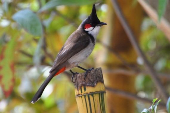 Red Whiskered Bulbul Photos