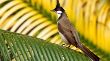 Red Whiskered Bulbul Wallpapers