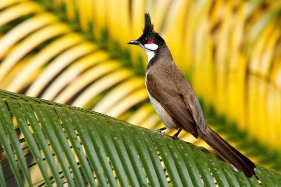 Red Whiskered Bulbul Wallpapers