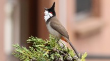 Red Whiskered HD images