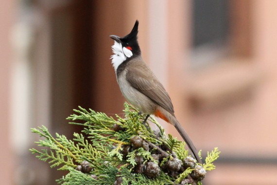Red Whiskered HD images