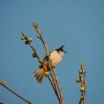 Red whiskered Bulbul Photos