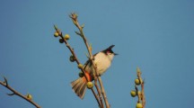 Red whiskered Bulbul Photos