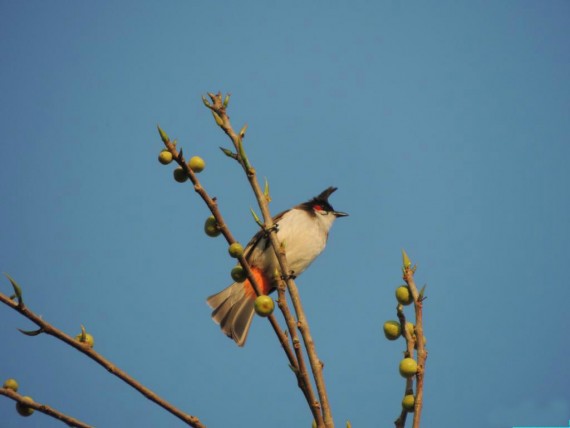 Red whiskered Bulbul Photos