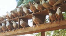 Shirazi Pigeon Pictures & Photos