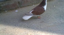 Shirazi Pigeon Wallpapers