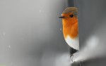 Birds in Rain Wallpapers HD Pictures