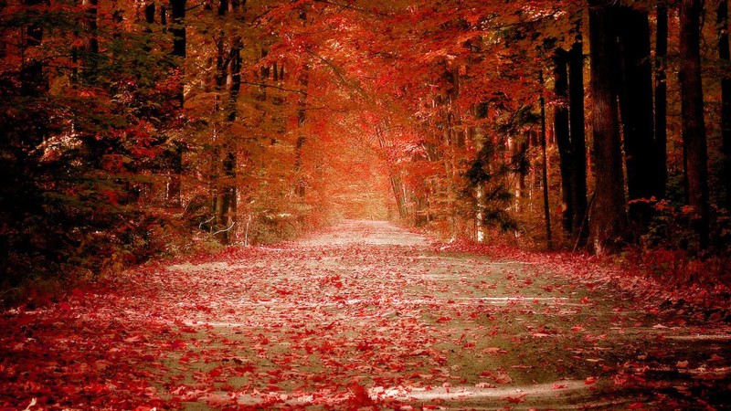 Autumn Nature Wallpapers HD Pictures