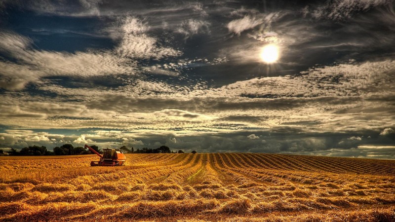 Beautiful Wheat Field Wallpapers HD Pictures