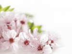 Peach Flowers Wallpapers HD Pictures