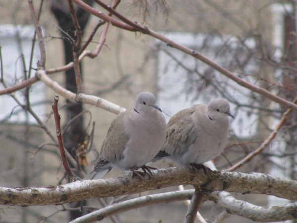 Amazing Dove Wallpapers HD Pictures