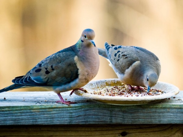 Attractive Dove Wallpapers HD Pictures