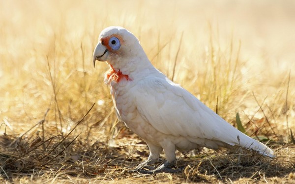 Attractive White Parrot Wallpapers HD Pictures