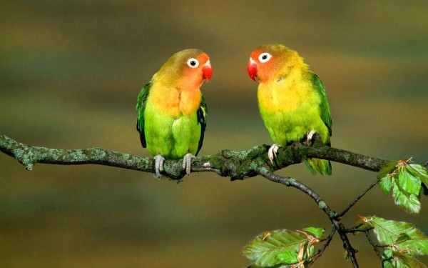 Awesome Parrot Wallpapers HD Pictures