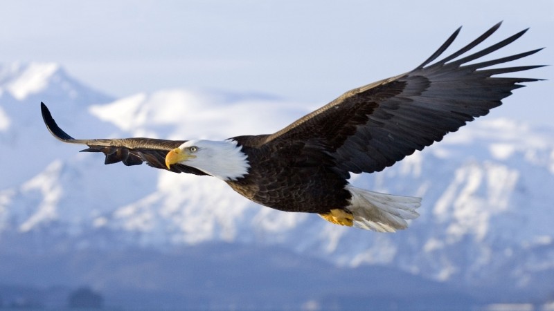 Eagle Wallpapers HD Pictures