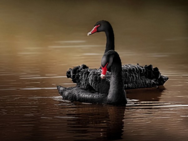 Beautiful Black Swan Wallpapers HD Pictures