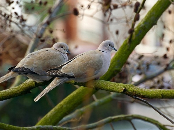 Beautiful Dove Couple Images HQ Photos