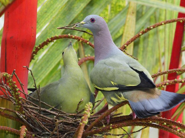 Beautiful Dove Photos For Backgrounds