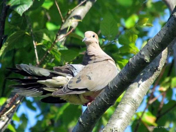 Beautiful Dove Wallpapers For Desktop