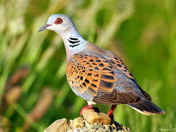 Beautiful Dove Wallpapers HD Pictures