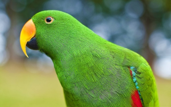 Beautiful Green Parrot Wallpapers HD Pictures