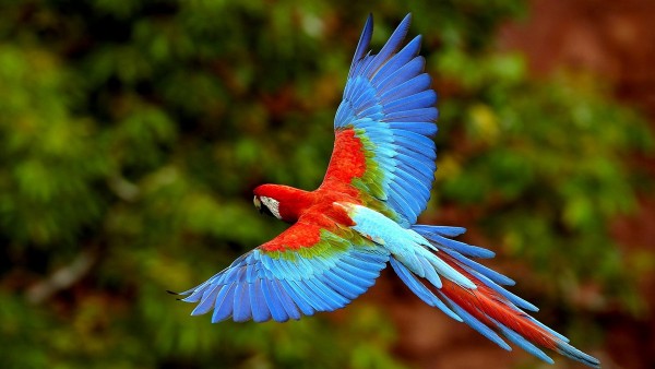 Beautiful Parrot Flying Wallpapers HD Pictures