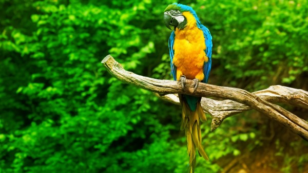 Beautiful Parrot Photos For Backgrounds