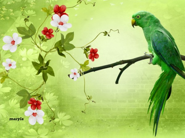 Beautiful Parrot Wallpapers For Desktop
