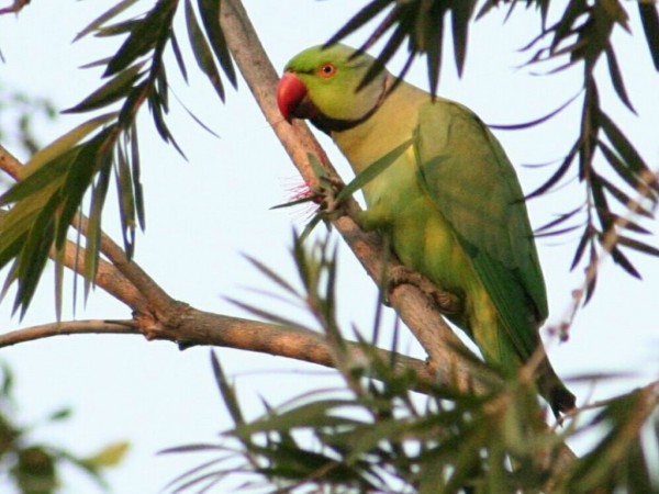 Beautiful Parrot Wallpapers HD Pictures