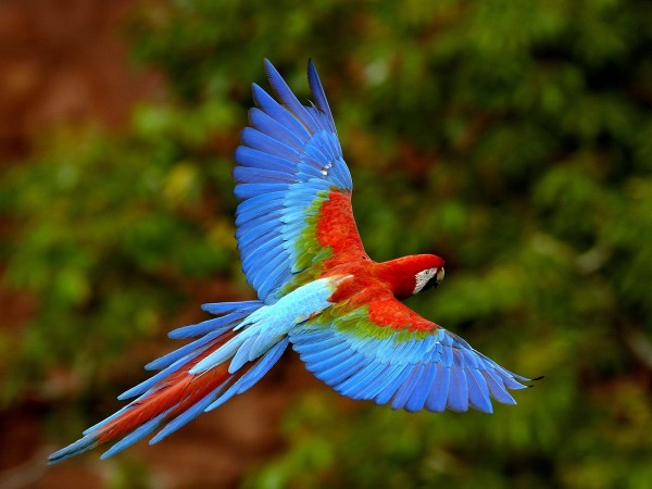 Beautiful Parrot images HD Photos