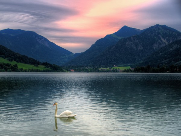 Beautiful Swan Wallpapers For Desktop