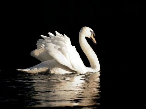 Beautiful Swan Wallpapers HD Pictures