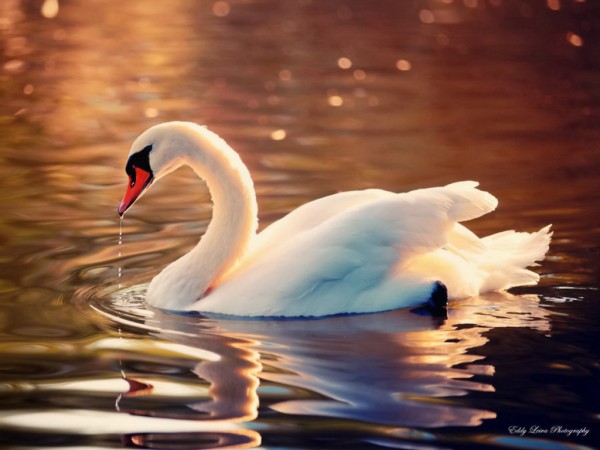 Beautiful Swan images HD Photos