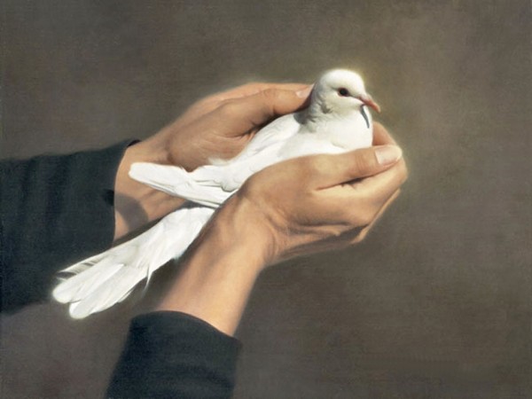 Cute & Pretty Dove Wallpapers HD Pictures
