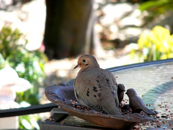 Cute & Sweet Dove Wallpapers HD Pictures