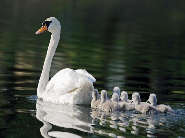 Cute & Sweet Swan Family Wallpapers HD Pictures