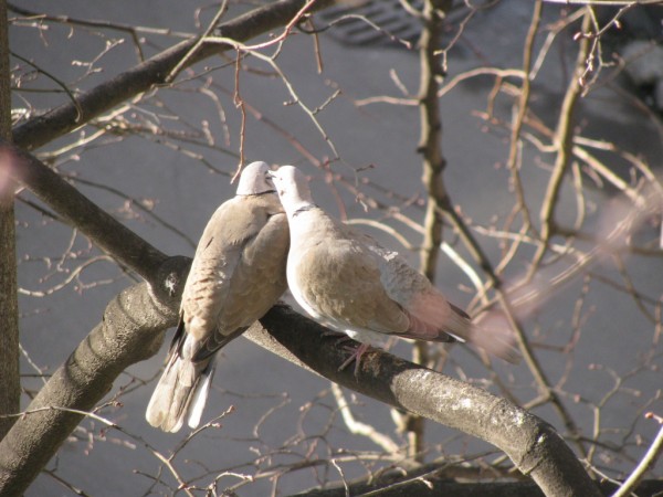 Dove Couple Kissing Wallpapers HD Pictures