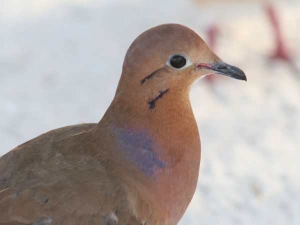 Dove Full HD 1080p Wallpapers