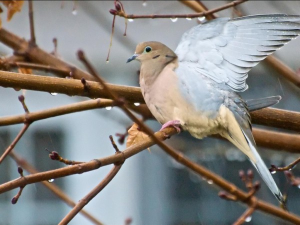 Dove Wallpapers HD Pictures