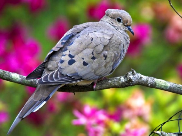 Dove in Forest on Tree Wallpapers HD Pictures