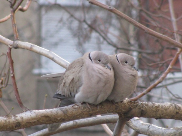 Dove in Winter Wallpapers HD Photography