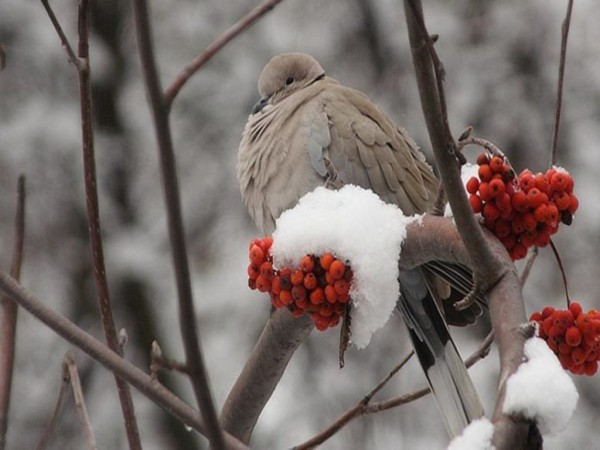 Dove is the Symbol OF Peace Pics & Wallpapers