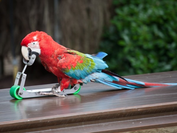 Funny Parrot Wallpapers HD Pictures